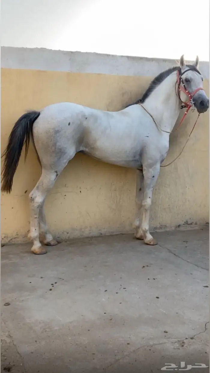 حصان شعبي للبيع 0