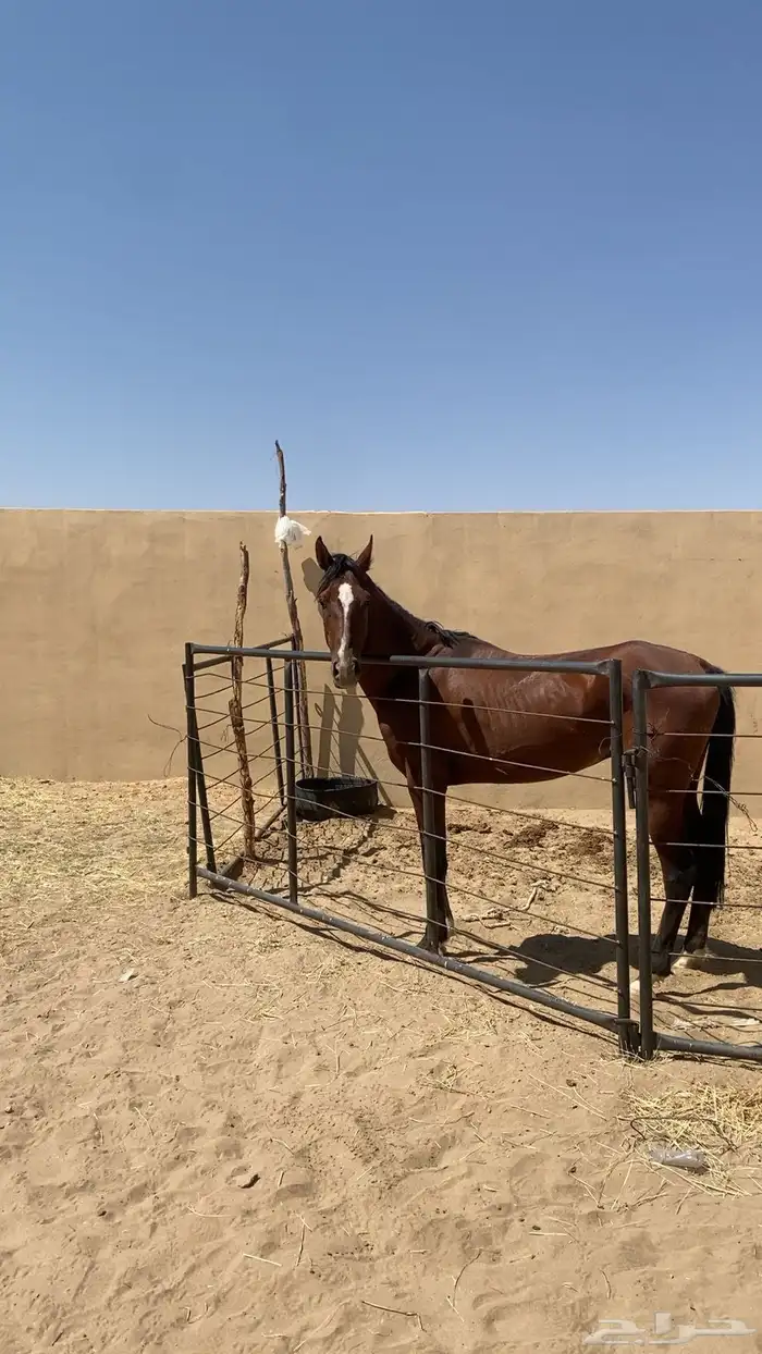 حصان شعبي سبوق طياره 3