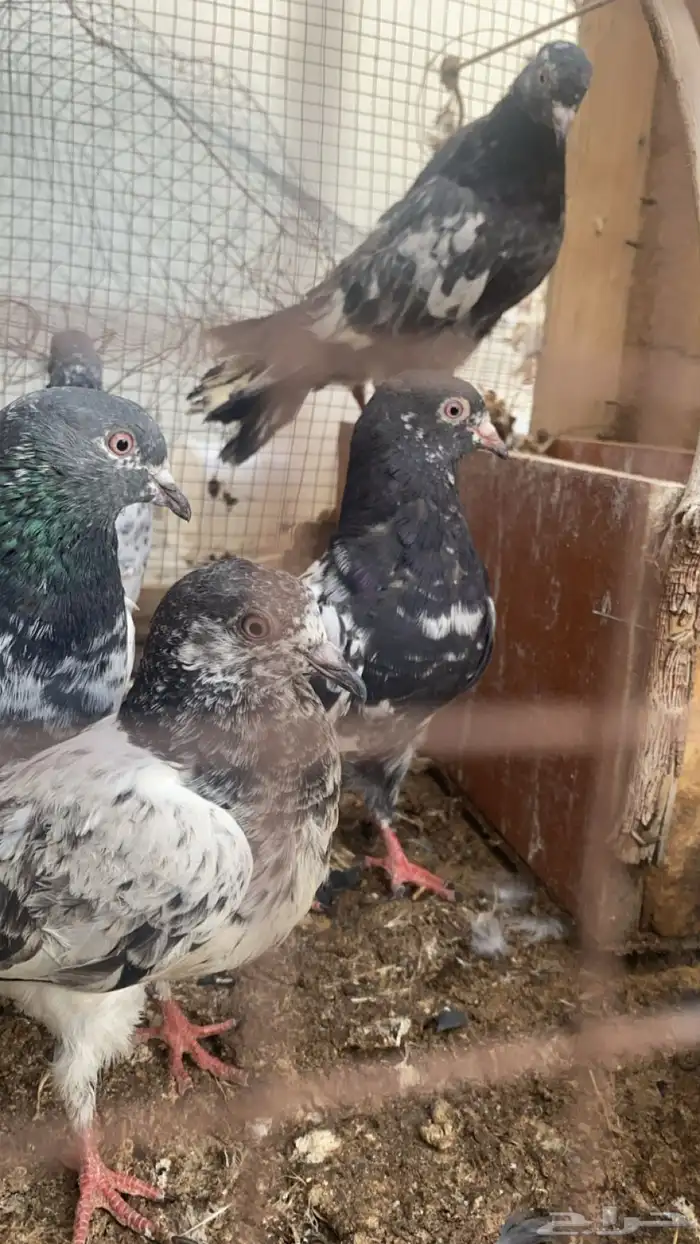 طبات حمام باكستاني 8