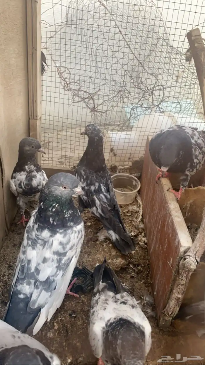 طبات حمام باكستاني 7