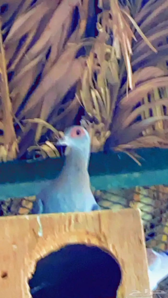 حمام 0