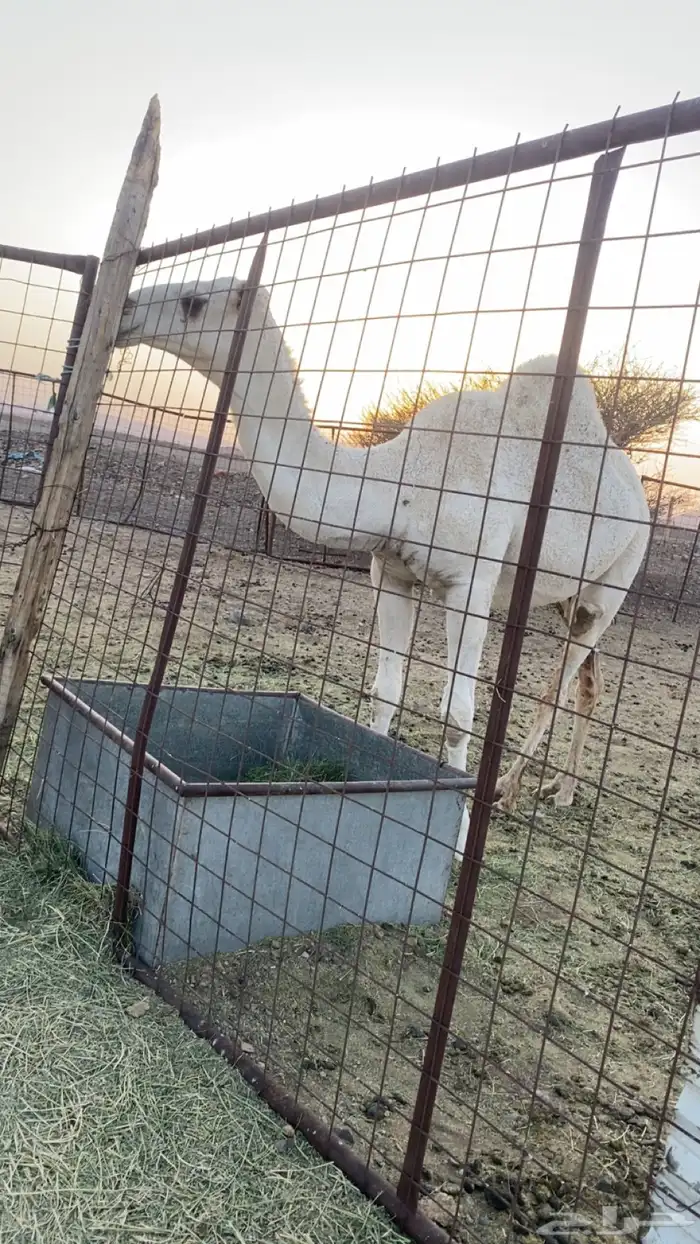 لقحه عفراء بكر طيبة 2