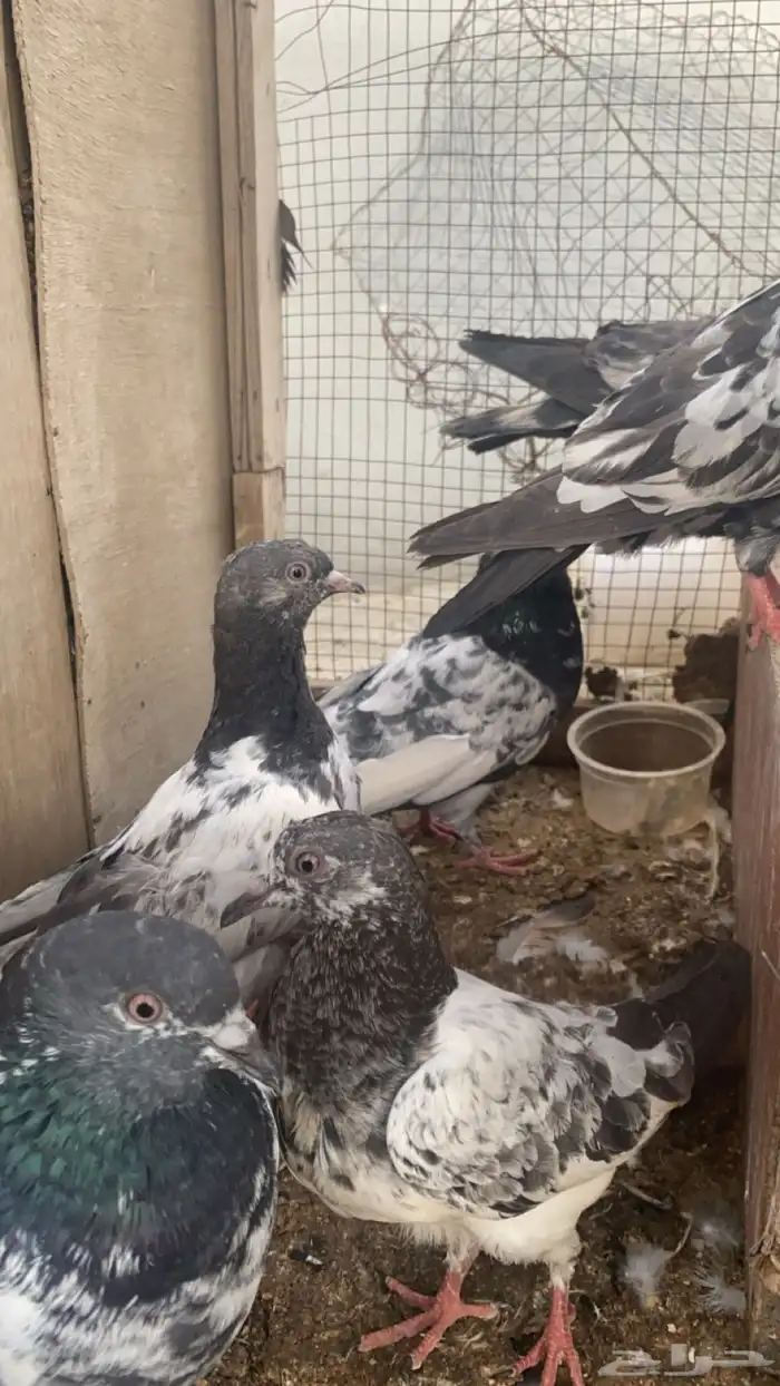طبات حمام باكستاني 3