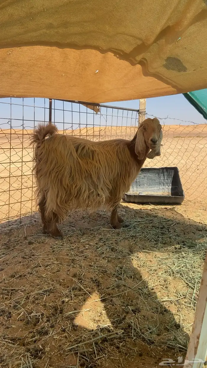 للبيع عنز دفع شرط سليمه شرط سنه تامه او سديد 0