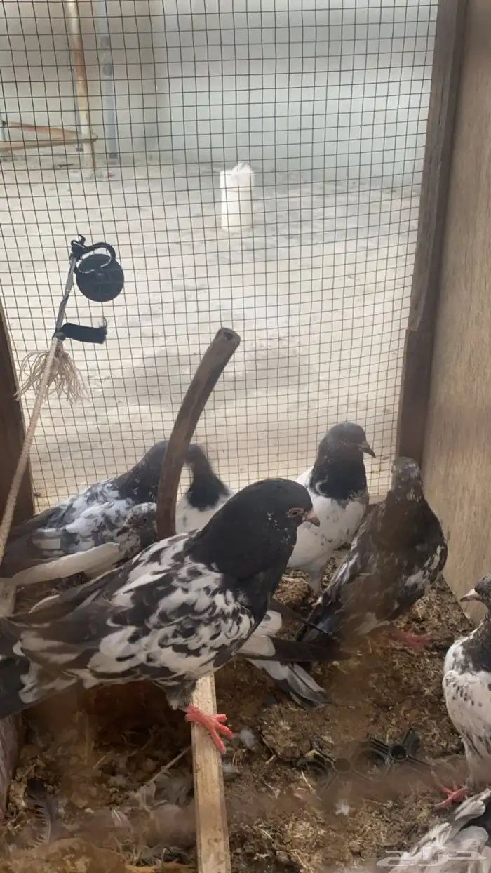 طبات حمام باكستاني 6