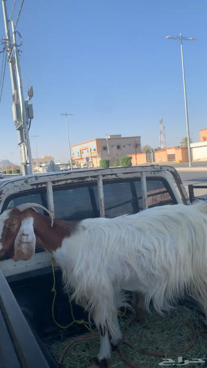 للبيع عنز والد عليها تيس سنها جامع 1