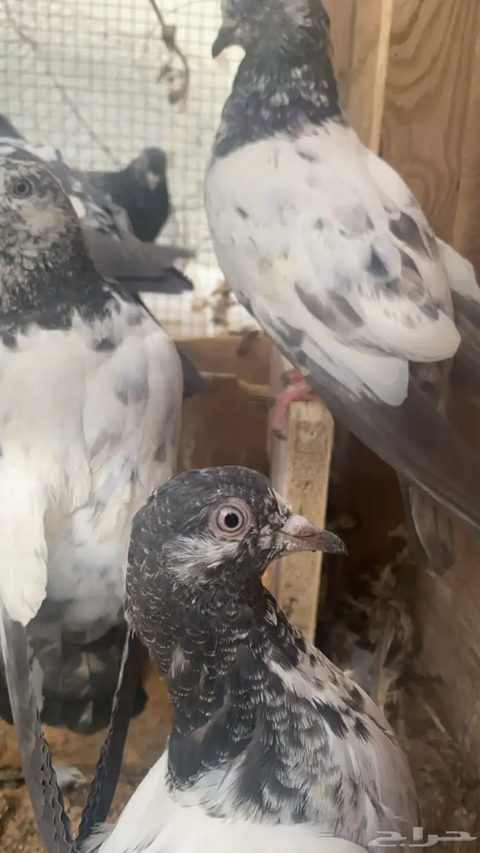 طبات حمام باكستاني 4
