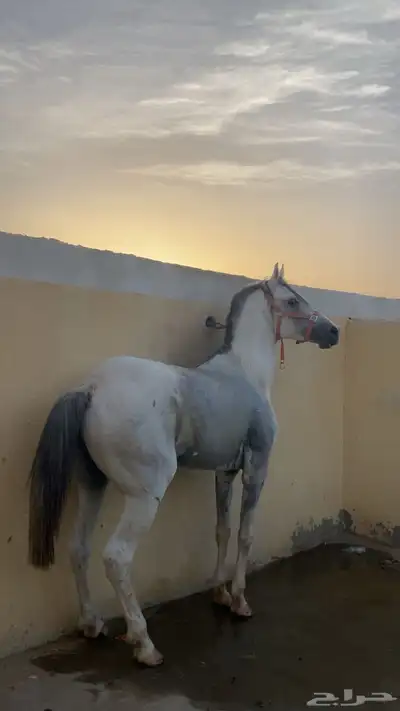 حصان شعبي للبيع index