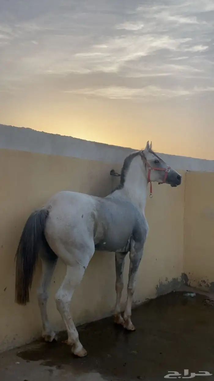 حصان شعبي للبيع 2