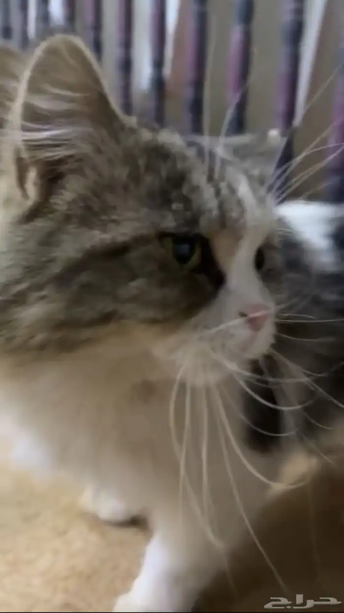 للبيع قطه شيرازي 0