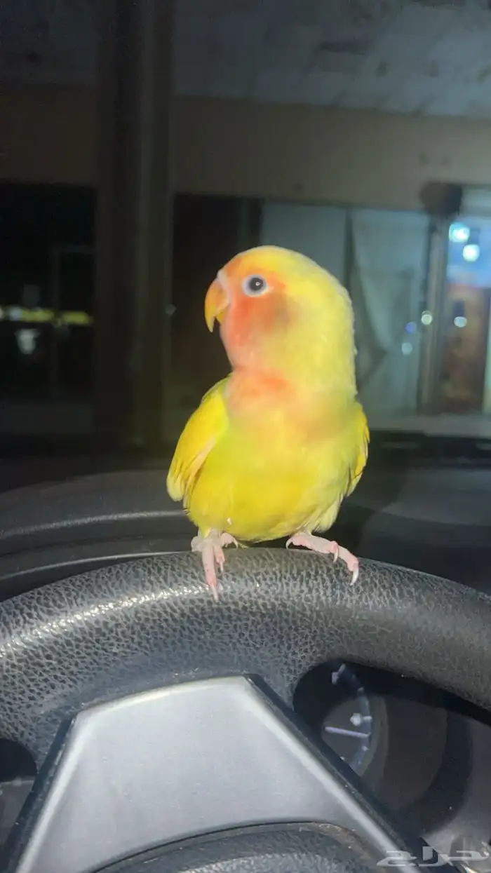 ببغاء روز 2