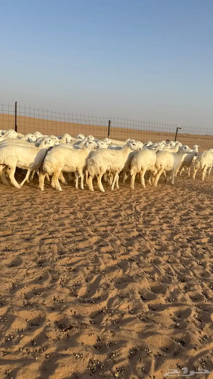 رخال حريات جذعات حلال فاخر 14