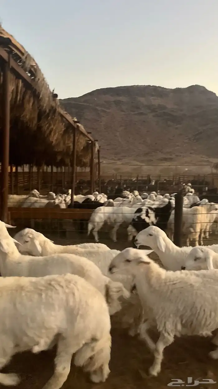 طليان حري ذبائح نظيفه شرط 8