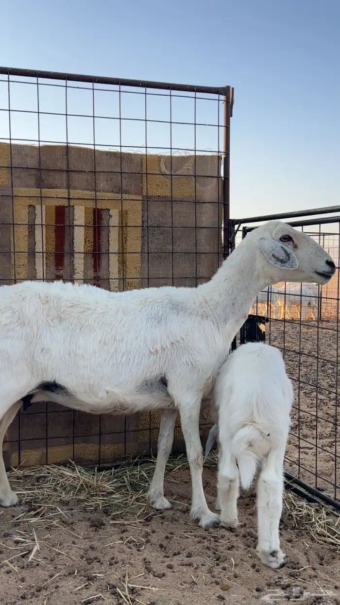 شاه حريه 2