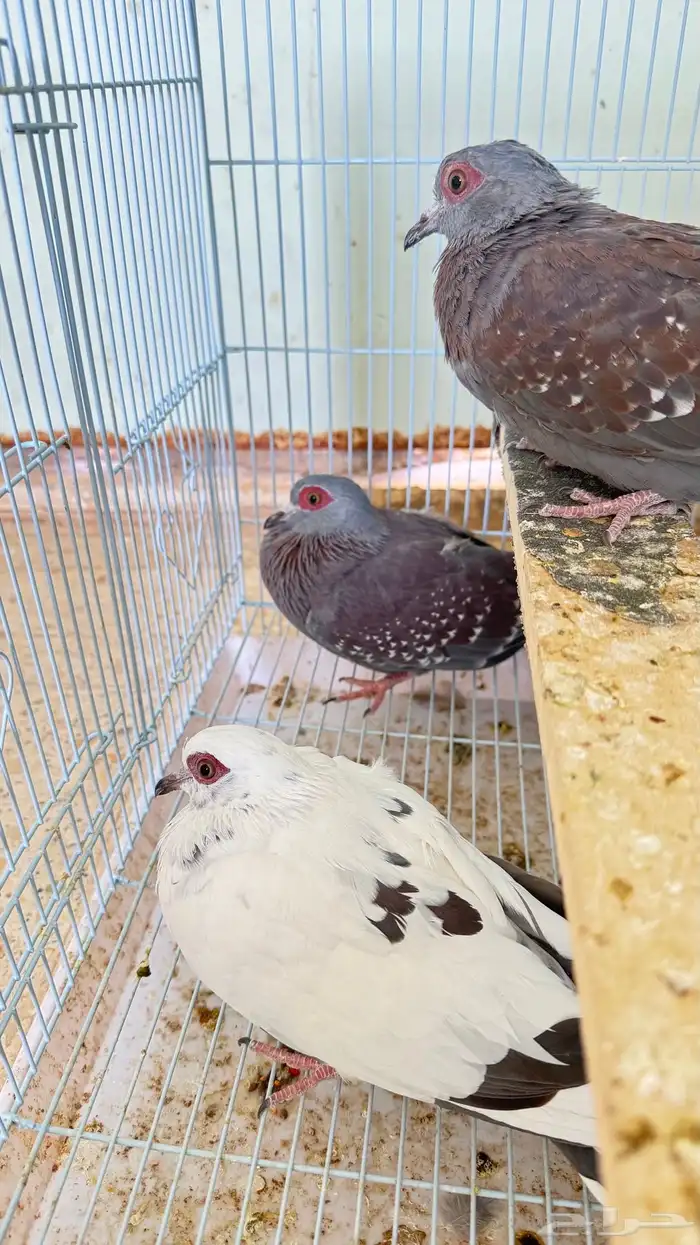ابو جفن او قميري افريقي 2