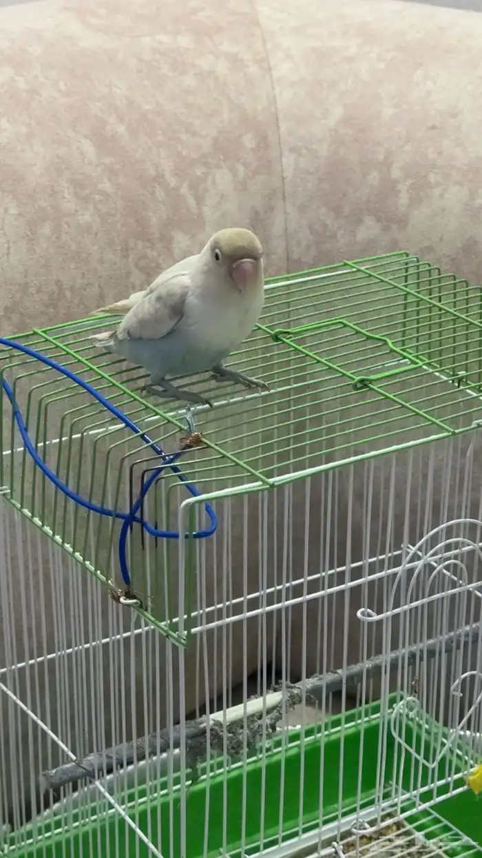 روز 1