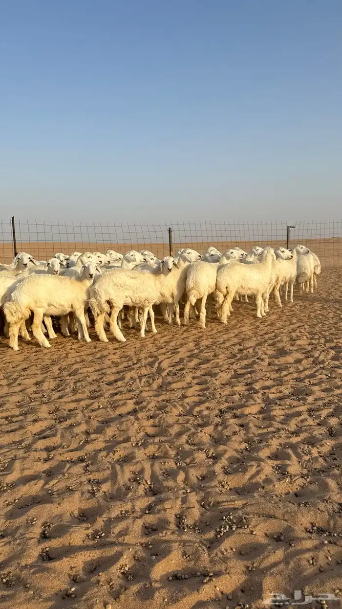 رخال حريات جذعات حلال فاخر 7