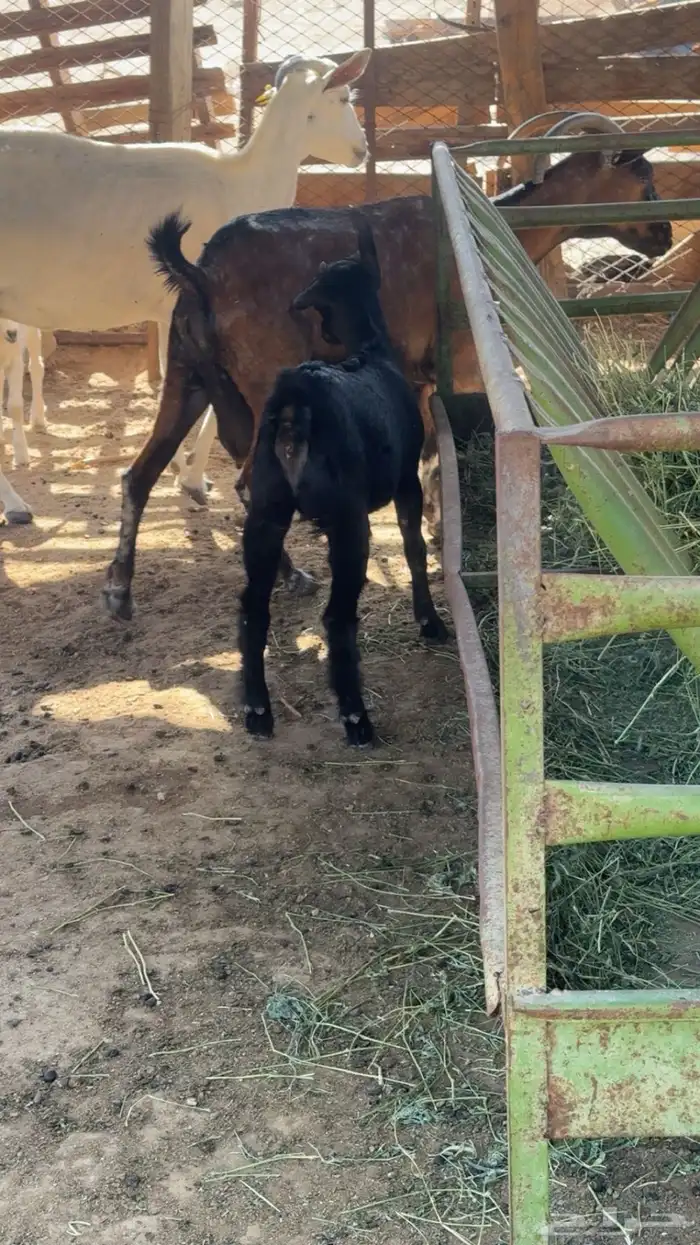 3معزاء خلفات وريم 1