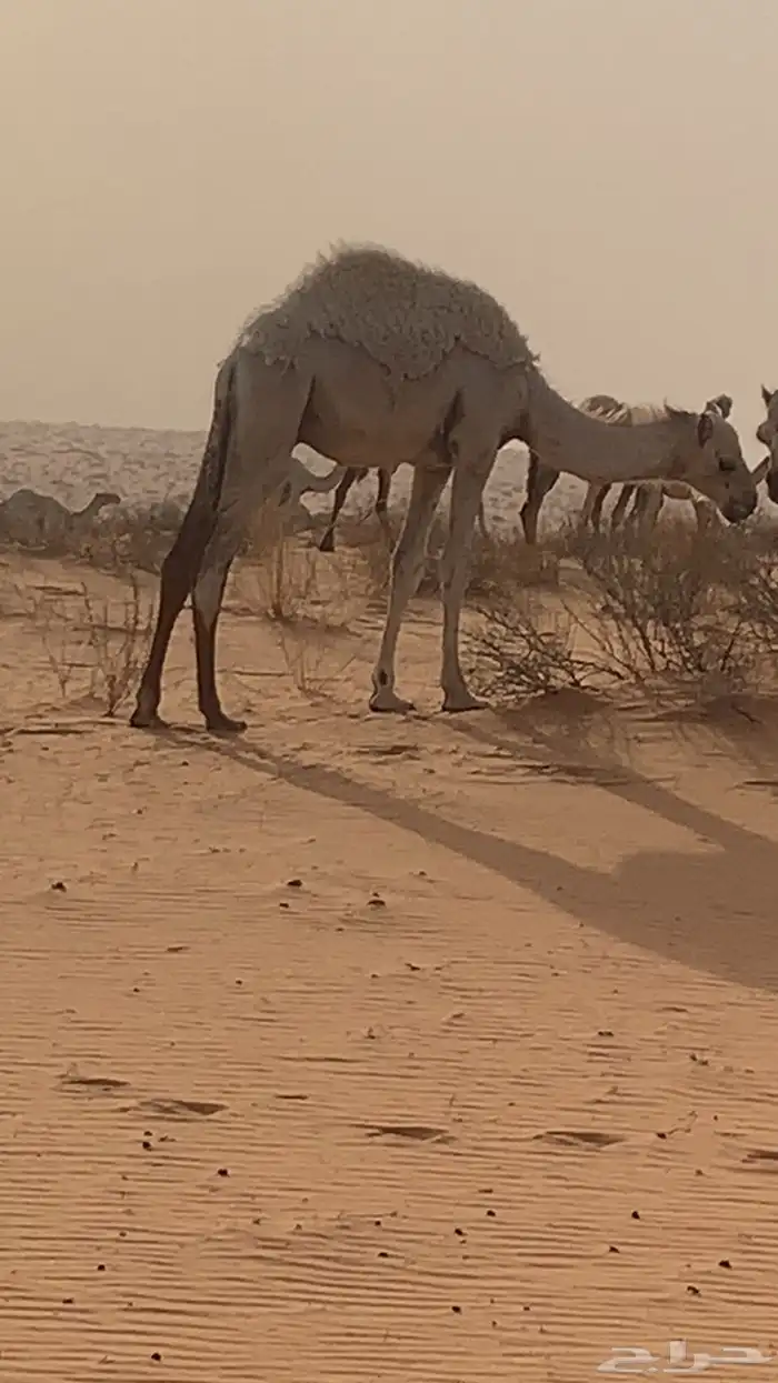 حشو العمر مخليل حليلات 0