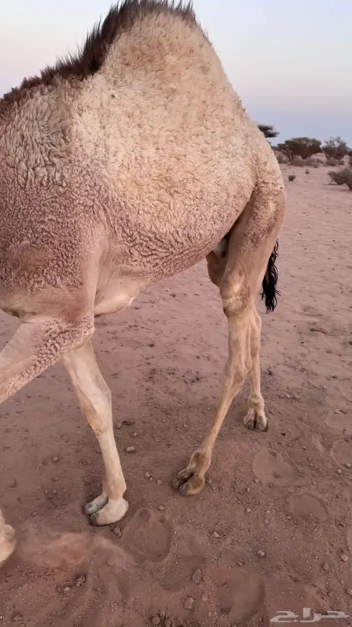قعود للبيع 2