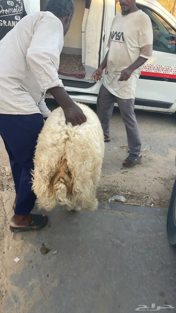 ذبايح نعيم وحري وعرب 11