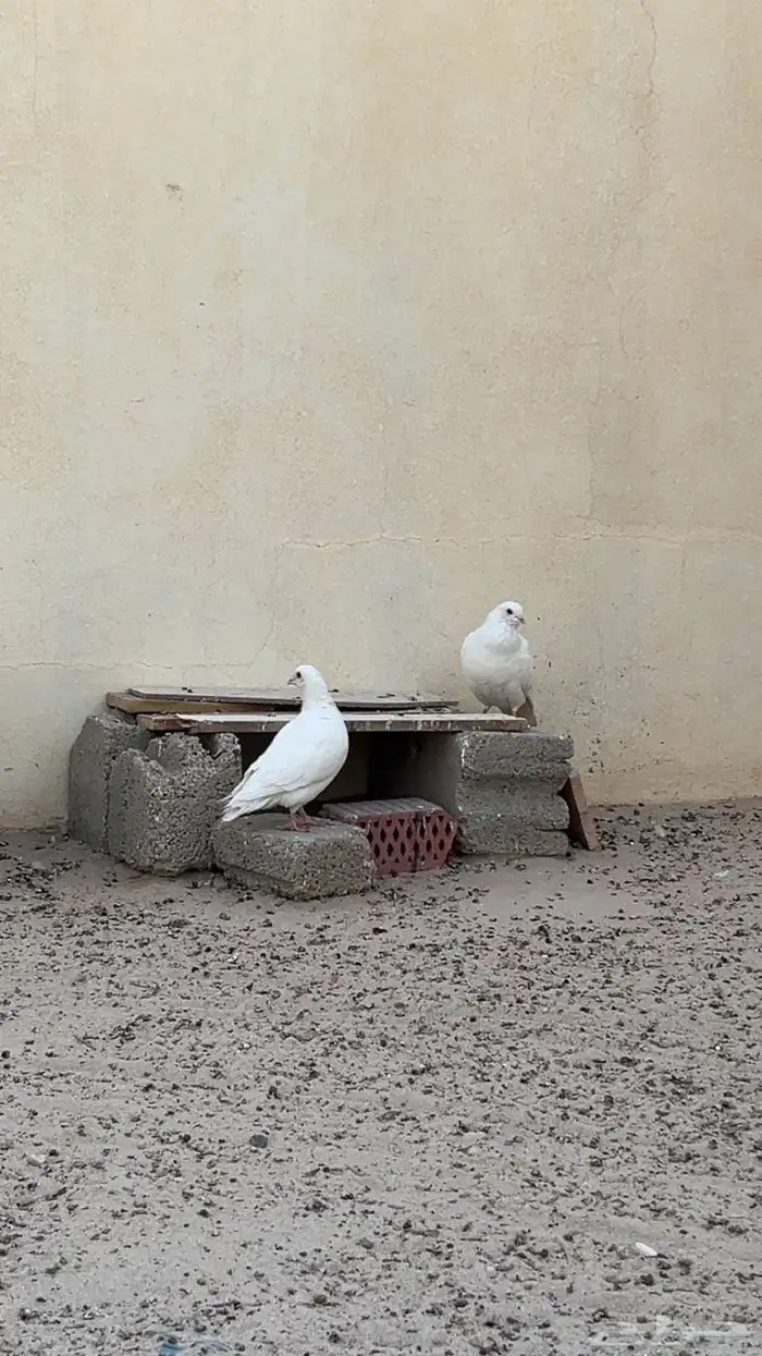 حمام فرنسي للبيع 0