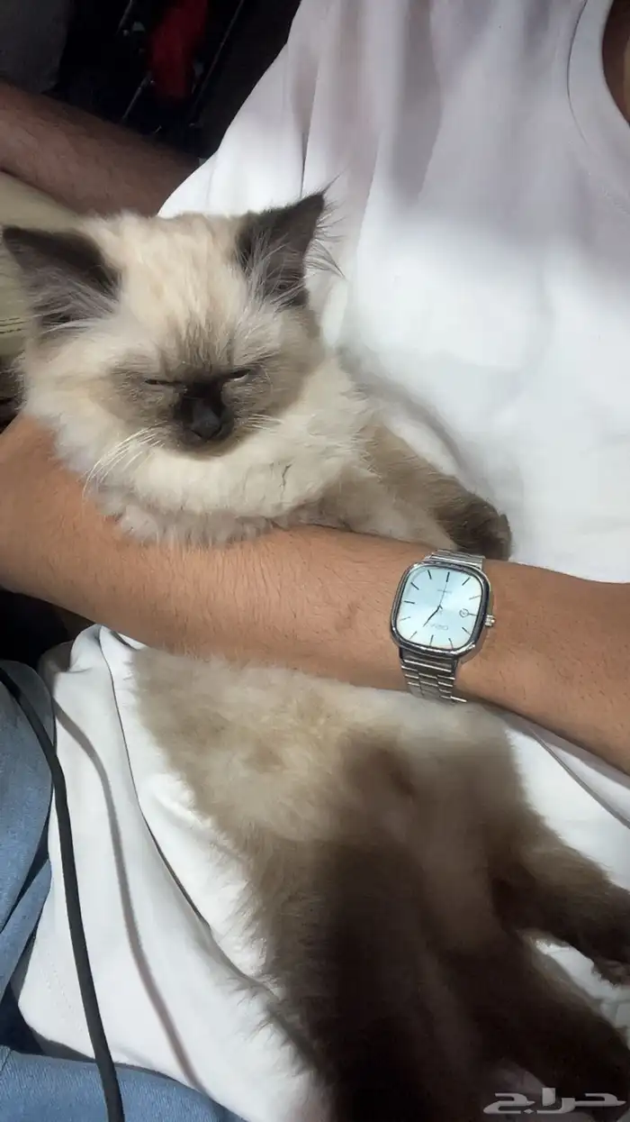 قط هملايا 1