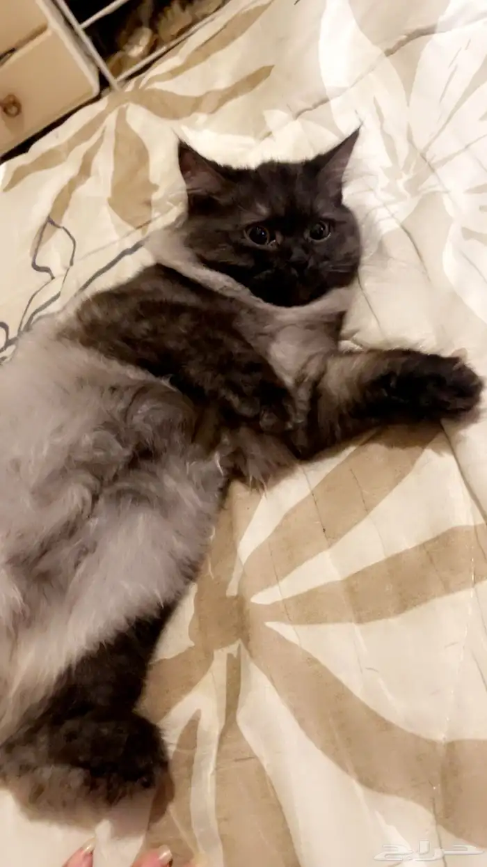 بيع 9