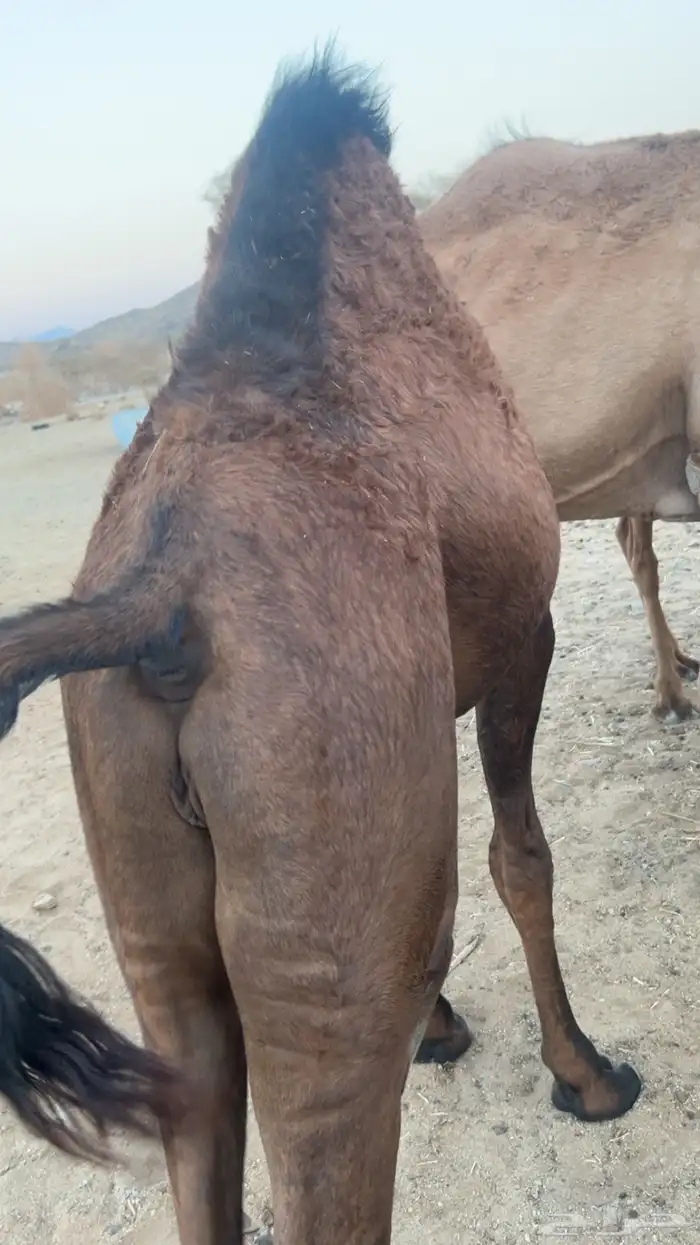 قعدان على الحليب 1