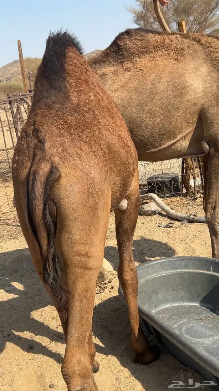 قعدان على الحليب 3