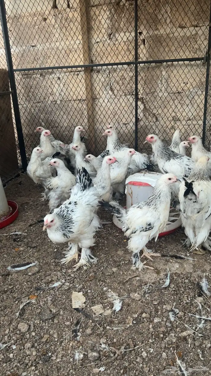 دجاج براهما كولمبي 3