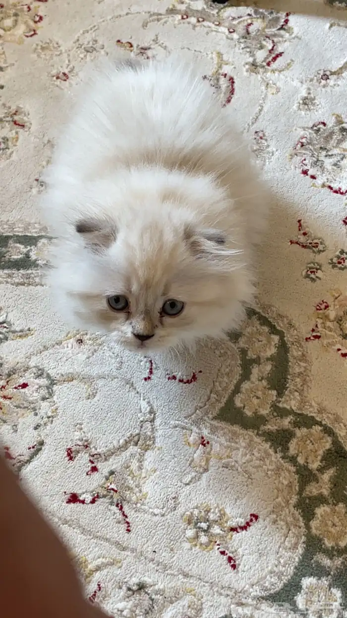 قطه مع هملايا 0