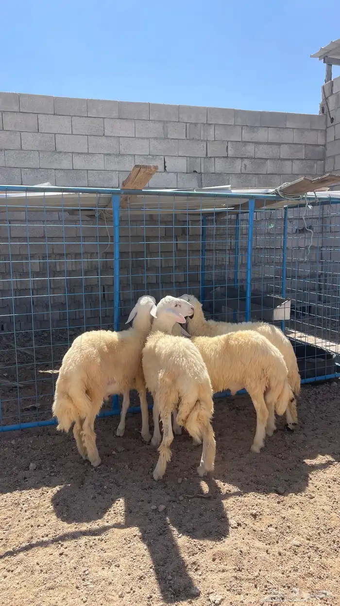 طليان 1