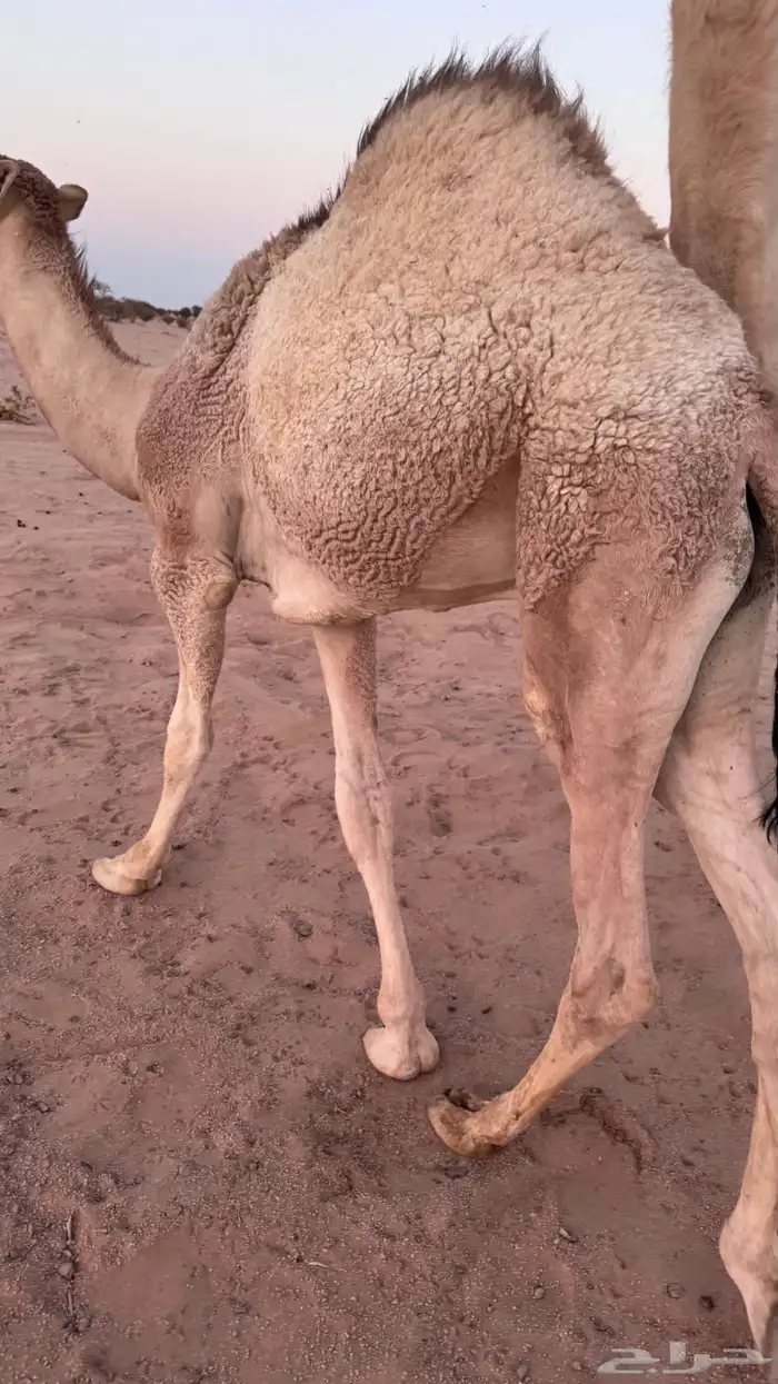 قعود للبيع 0