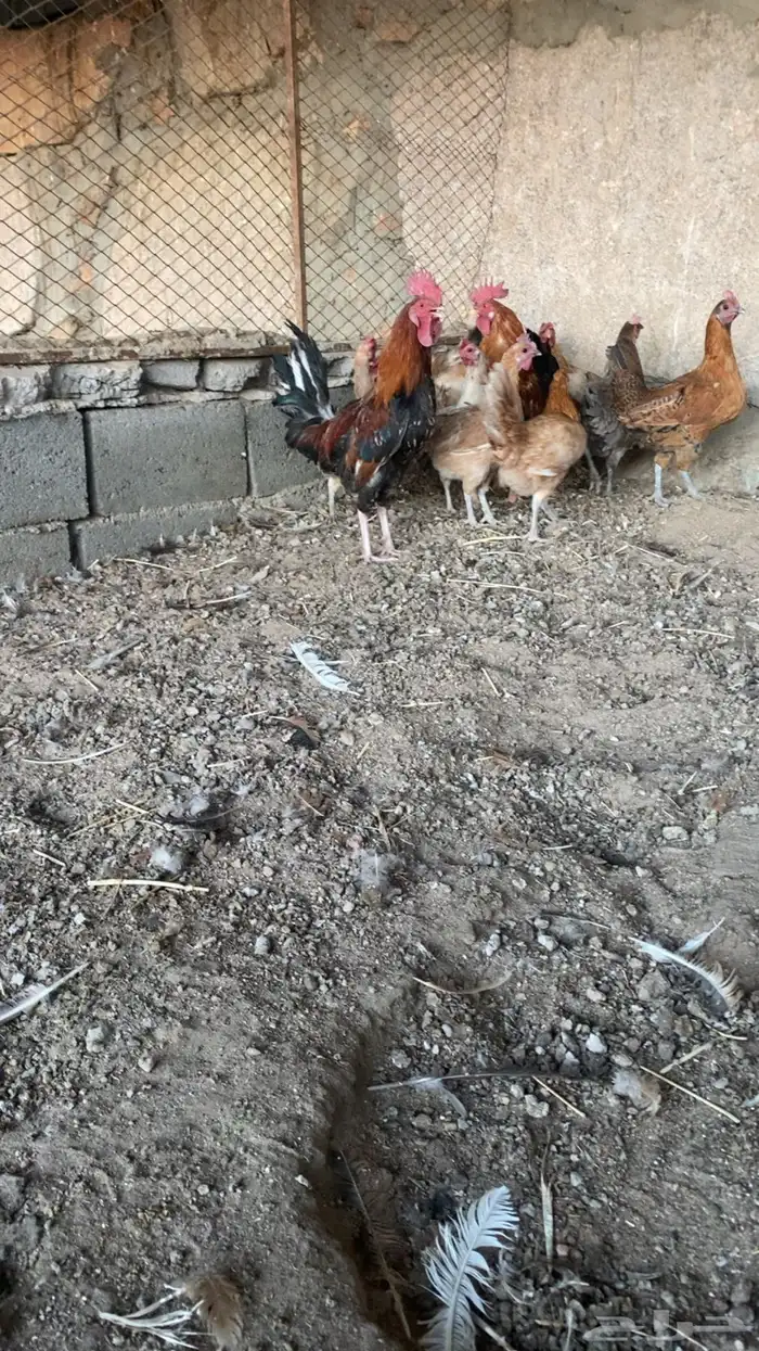 أعرض لكم دجاج حضان بلدي 1