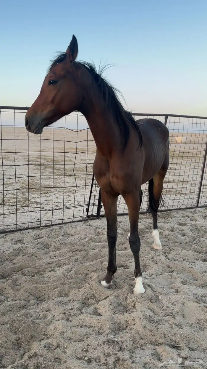 حصان عربي بدون اوراق 2