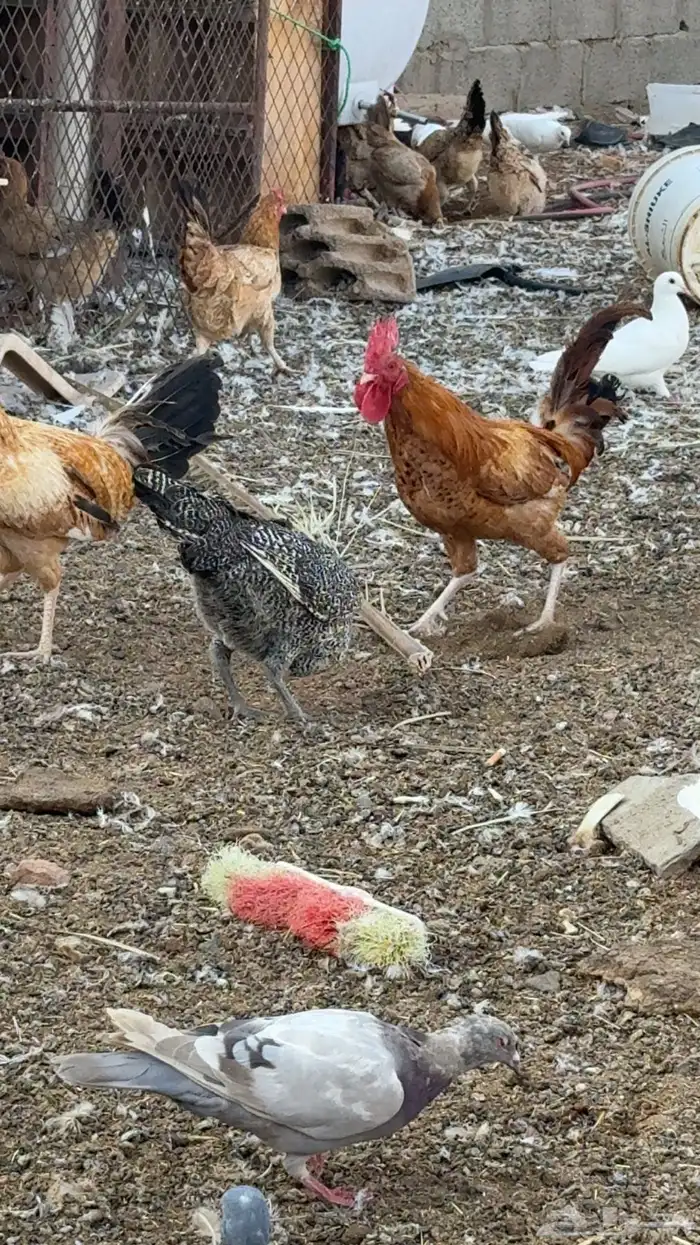 ديكة للبيع 1