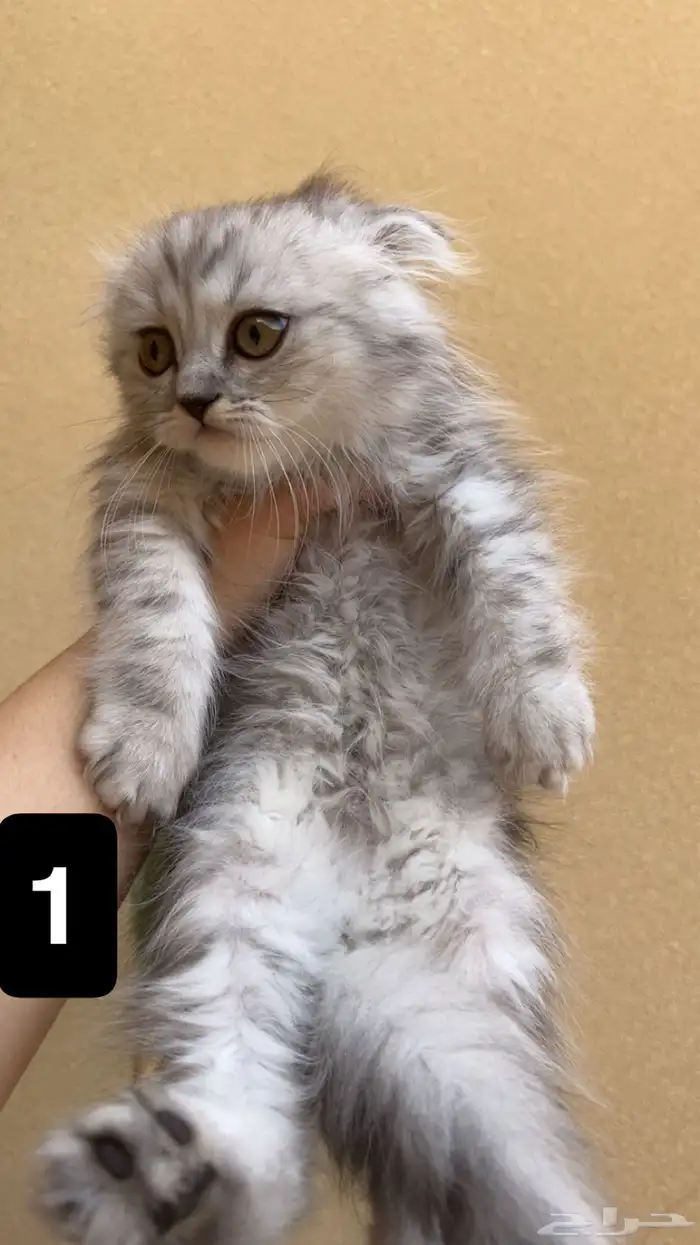 قطط سكوتش للبيع 0