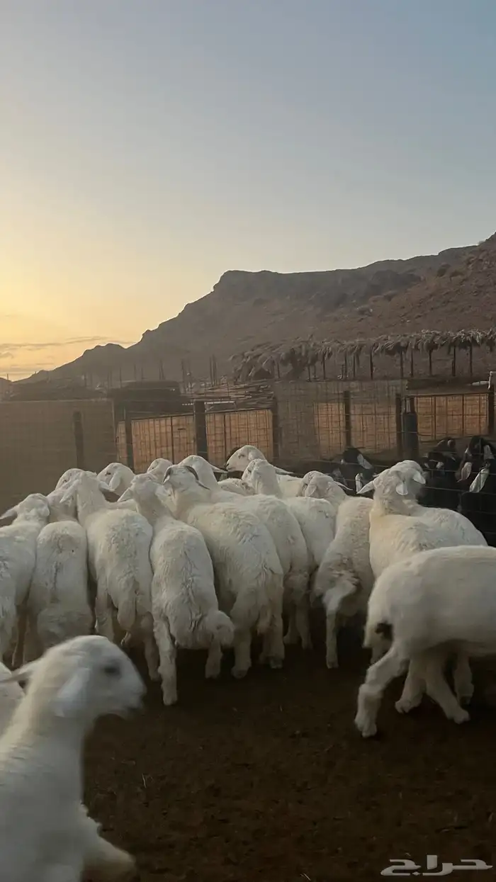 طليان حري ذبائح نظيفه شرط 17