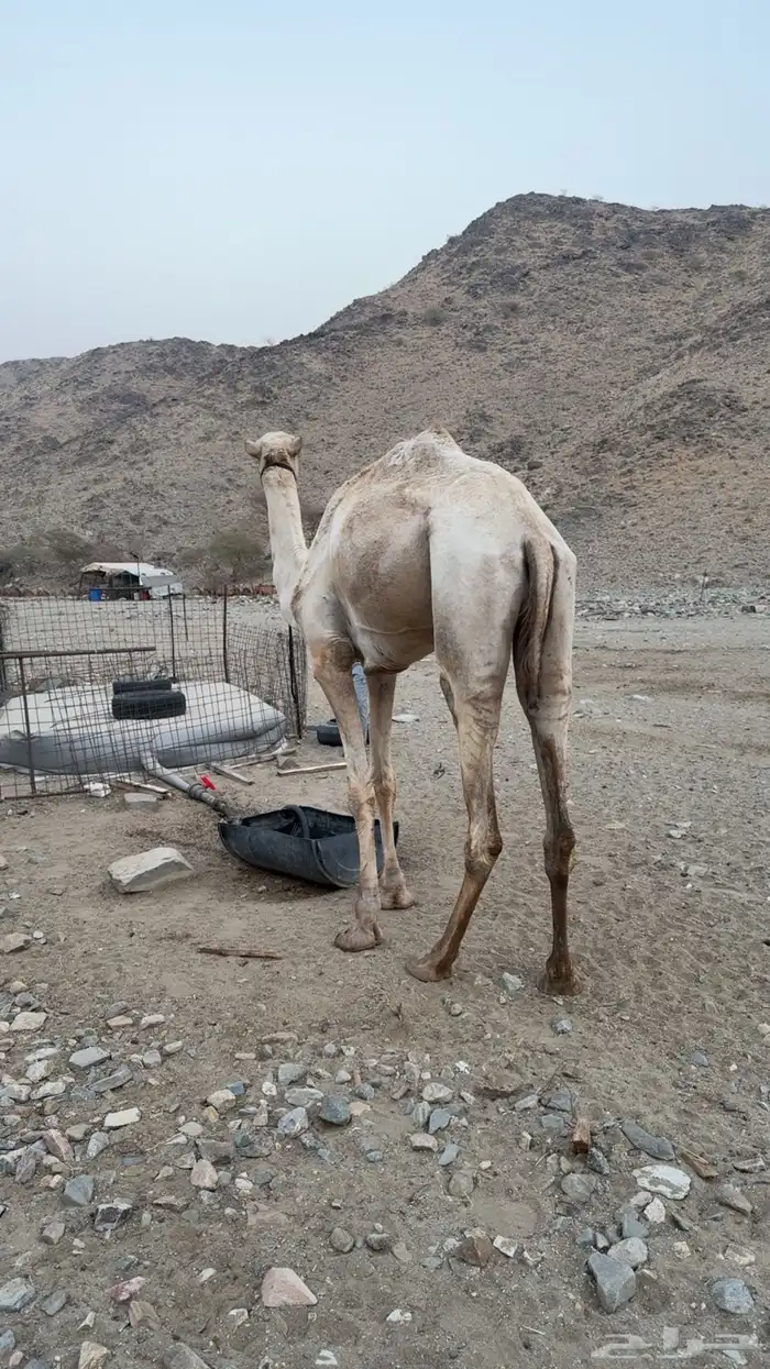 ركبي للبيع 3