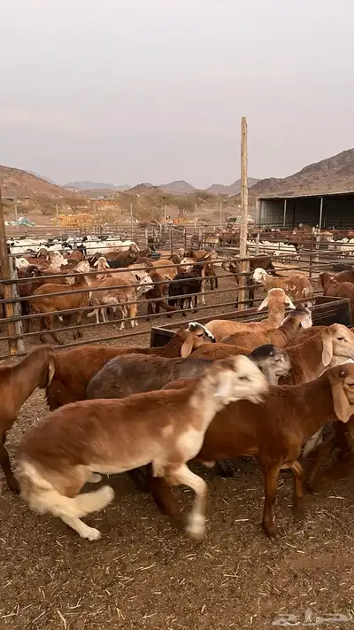 طليان سواكن حمري جادعان مرابى index