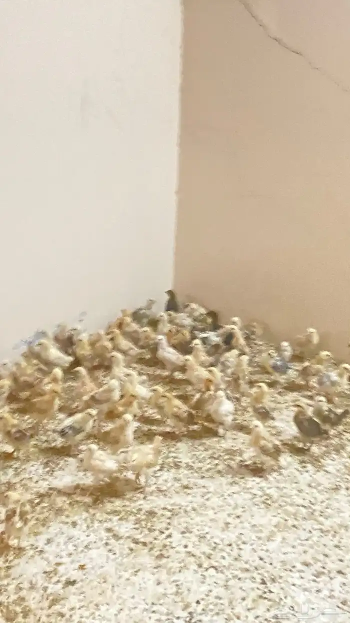 فروخ 2