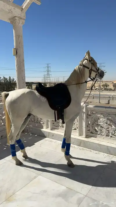لجام الشكيمه بلهم وعنان وسرج ولباده ستيتوس index