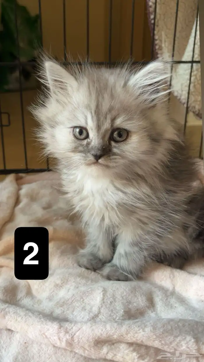 قطط سكوتش للبيع 2