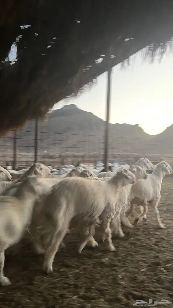 طليان حري ذبائح نظيفه شرط 25