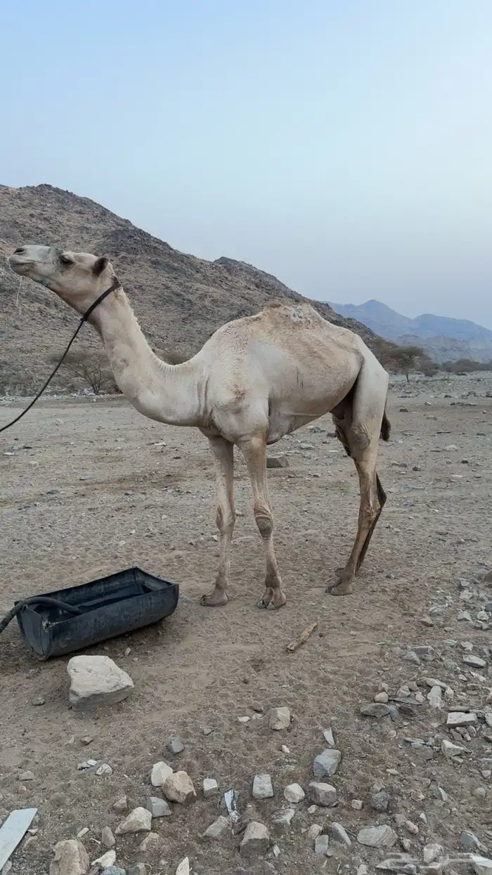 ركبي للبيع 1