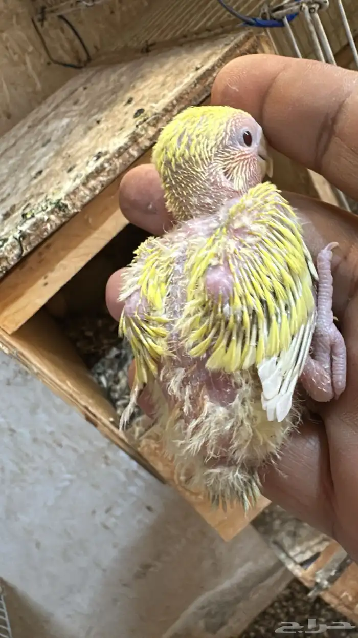 للبيع جوز روز مع فرخين 4