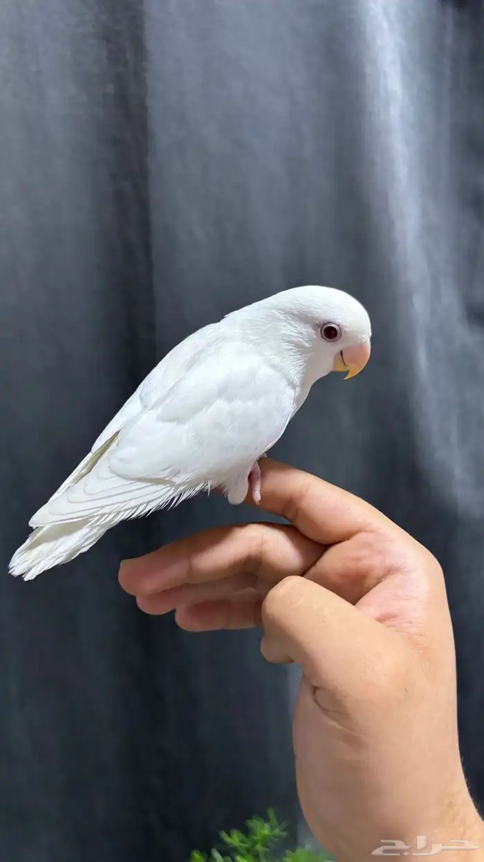 روز البينو اليف 2