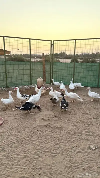 بط مسكوفي index