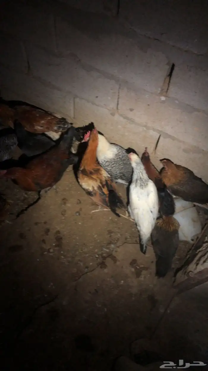 دجاج 8